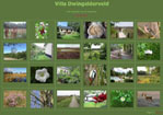 Villa Dwingelderveld
